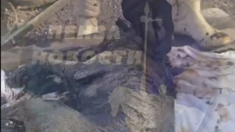 В Каменке спасли собак, едва не утонувших в битуме