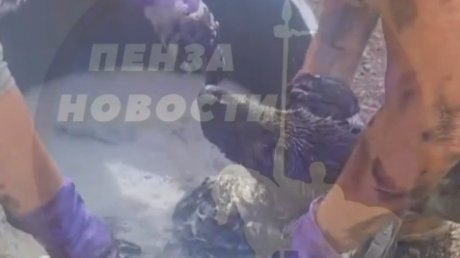 В Каменке спасли собак, едва не утонувших в битуме