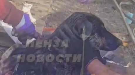 В Каменке спасли собак, едва не утонувших в битуме