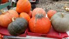 Россиянам назвали необходимые для укрепления иммунитета осенью продукты