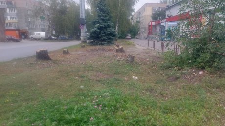 На улице Кронштадтской в Пензе незаконно уничтожили березы