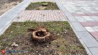 Как узнать, законно ли рубят деревья у дома?