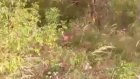 В Богословке спасли косулю, убегавшую от бродячих собак