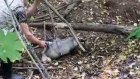 В Бессоновском районе спасли попавшего в ловушку барсука