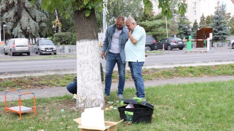 В сквере имени Пушкина вакцинировали деревья