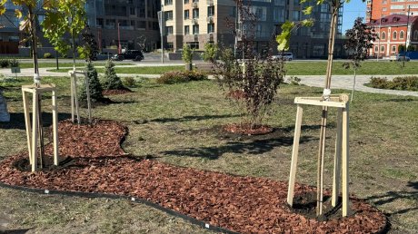 На набережной Суры высадили ели, каштаны и яблони