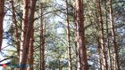 15 сентября поздравим работников леса