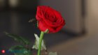 16 сентября отметим день рождения Джульетты
