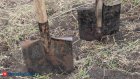 Высадка деревьев в Пензе: реальные объемы и сроки