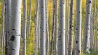 21 сентября - Всемирный день русского единения