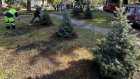 В сквере на ул. Калинина высадили ели, рябины и можжевельник