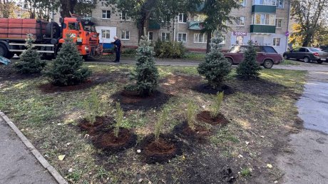 В сквере на ул. Калинина высадили ели, рябины и можжевельник
