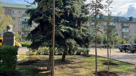 В сквере на ул. Калинина высадили ели, рябины и можжевельник