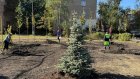 В Пензе за 3 дня высадили еще 75 деревьев