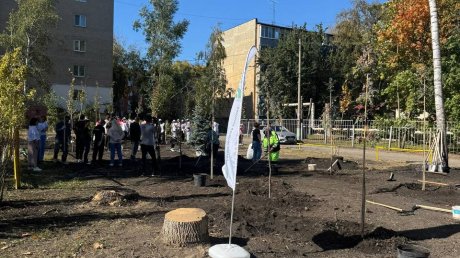 В Пензе за 3 дня высадили еще 75 деревьев