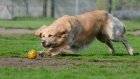 Россиян предупредили о способных навредить питомцам игрушках