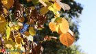 26 сентября пензенцев ждет прохладный день