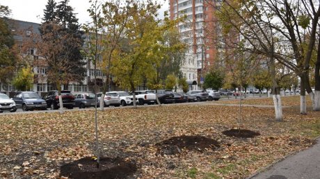 У «Афганских ворот» в Пензе высадили ели и липы