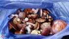 Российская семья не выжила после обеда с грибами