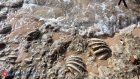 Дайверу удалось выжить после нападения акулы в Коста-Рике