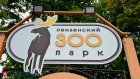 В зоопарк привезут 2 самок восточного колобуса