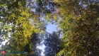 Зеленый щит Пензы уничтожает опасный вредитель