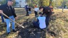 На улице Куйбышева в Пензе посадили 40 лип