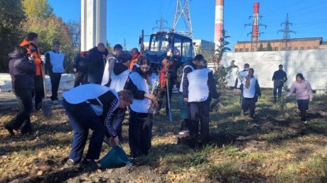 На улице Куйбышева в Пензе посадили 40 лип