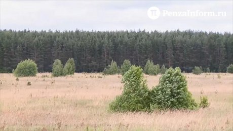 В Земетчинском районе мужчина прятал коноплю в сарае с животными