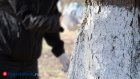 Как подготовить плодовые деревья к зиме?