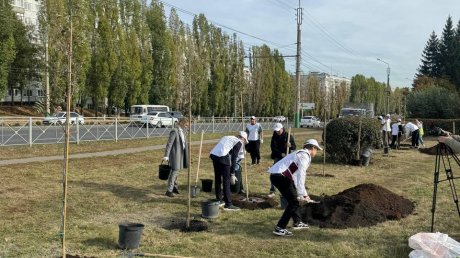 В Пензе высадили рябины вдоль улицы 8 Марта
