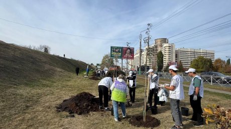 В Пензе высадили рябины вдоль улицы 8 Марта