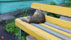 4 октября - Всемирный день животных