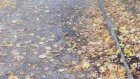 Тропа здоровья в Пензе стала скользкой из-за листвы
