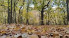 9 октября пензенцев ждет пасмурный, но теплый день