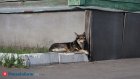 В регионе неблагополучными по бешенству стали 2 населенных пункта