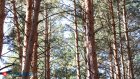 В Пензе молодая пара пошла на преступление из-за долгов