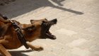 В России захотели расширить список опасных пород собак