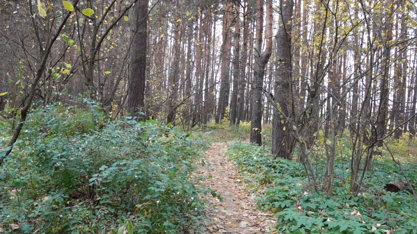 Двое пензенцев заманили в лес мужчину и стали вымогать деньги