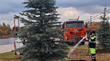 На набережной и в сквере Ермина высадили ели
