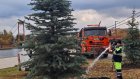 На набережной и в сквере Ермина высадили ели