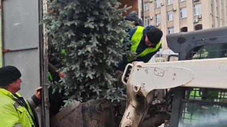 На набережной и в сквере Ермина высадили ели