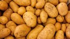 Россиян научили правильно хранить картофель