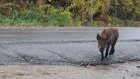 «Клыков нет - неопасен»: в Сурске поселился кабаненок