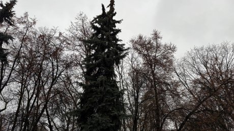 В сквере Дзержинского могут вырубить до сотни деревьев