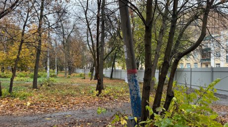 В сквере Дзержинского могут вырубить до сотни деревьев