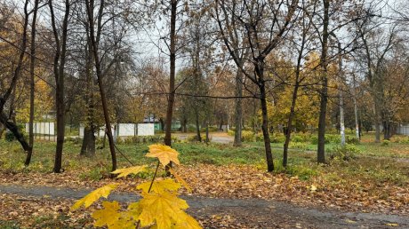 В сквере Дзержинского могут вырубить до сотни деревьев