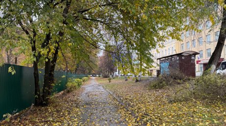 В сквере Дзержинского могут вырубить до сотни деревьев