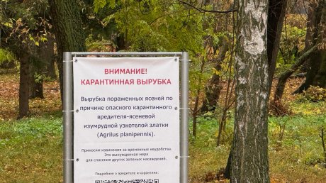 В сквере Дзержинского могут вырубить до сотни деревьев