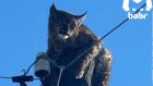 Рысь залезла на большой столб в России и вспомнила про свой страх высоты